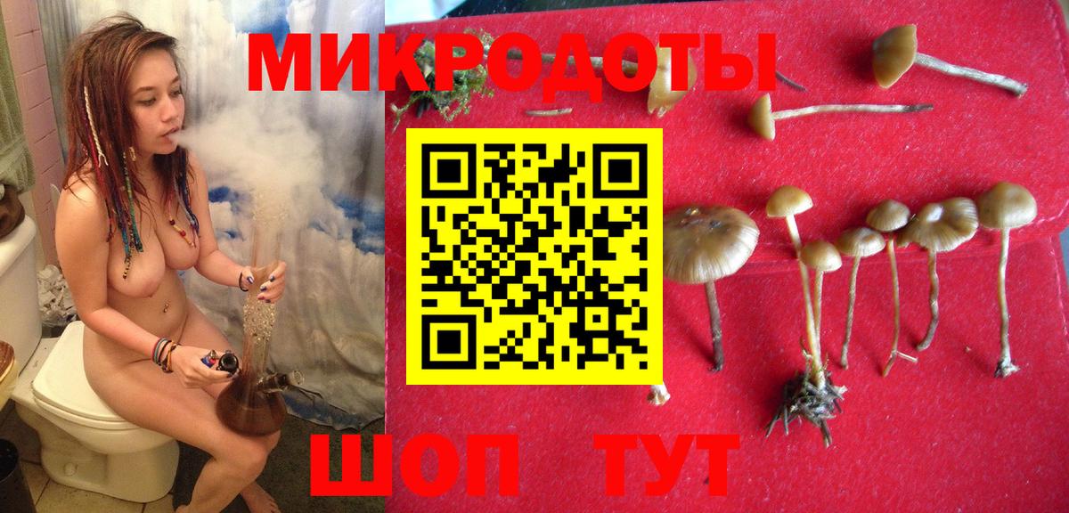 Кингисепп  Галлюциногенные грибы Psilocybine cubensis  Вход с VPN 